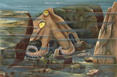 Octopus, Lurking in Its Stone Nest by European School